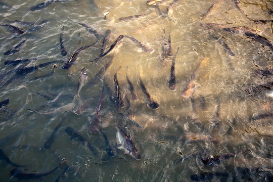 河中的鯰魚