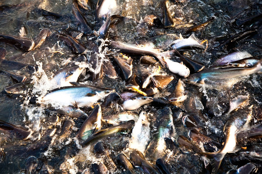 河中的鯰魚