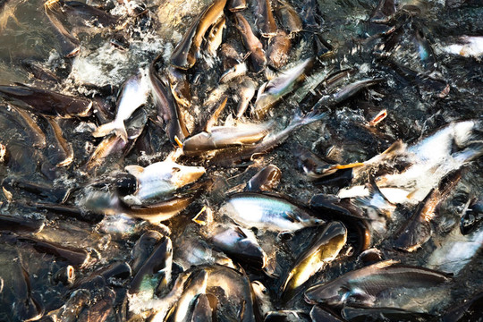 河中的鯰魚