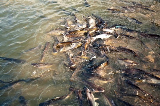 河中的鯰魚