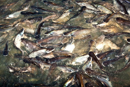 河中的鯰魚