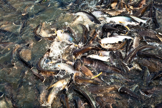 河中的鯰魚