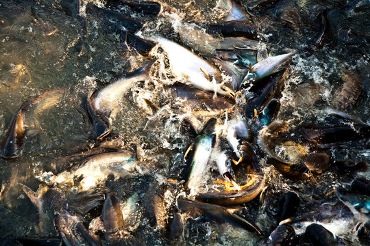 河中的鯰魚