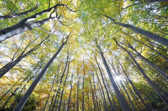 山毛櫸林