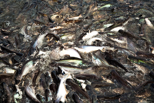 河中的鯰魚(yú)