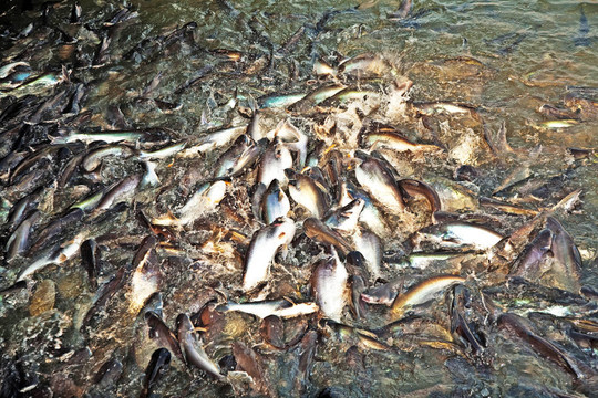 河中的鯰魚