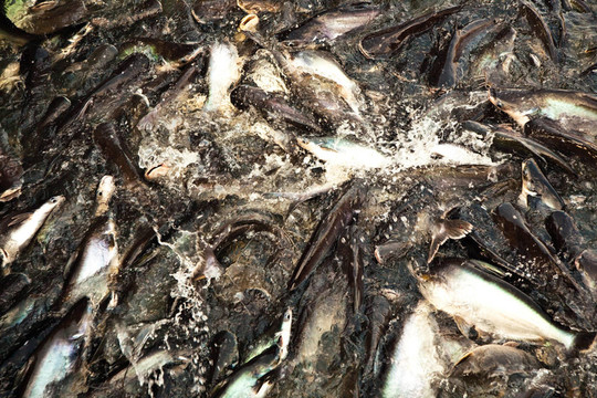 河中的鯰魚