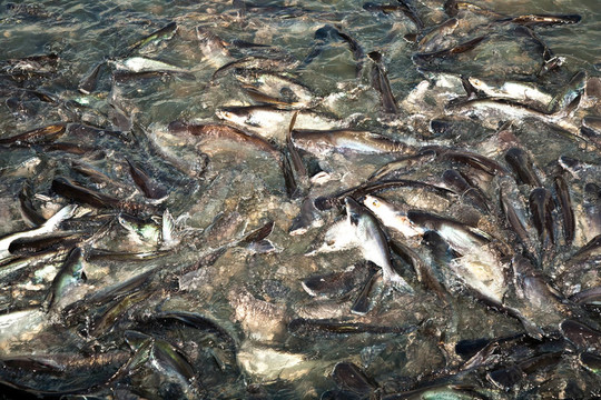 河中的鯰魚