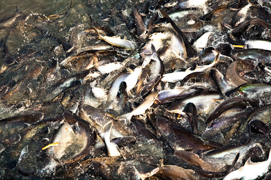 河中的鯰魚