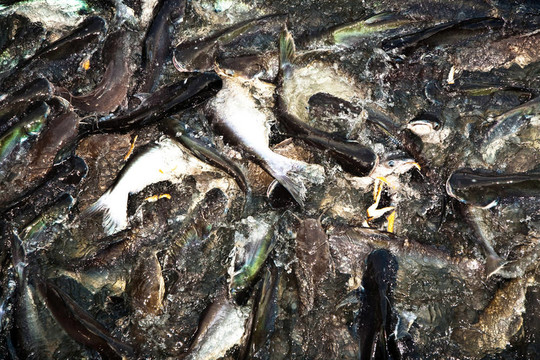 河中的鯰魚