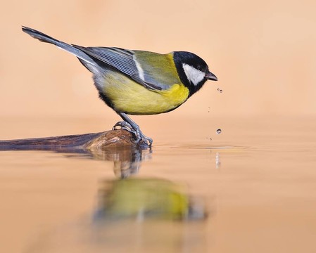 饑渴的鳥。