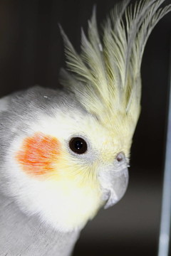 calopsita