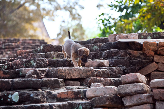 小狗在寺Wat Phra Si sanphet