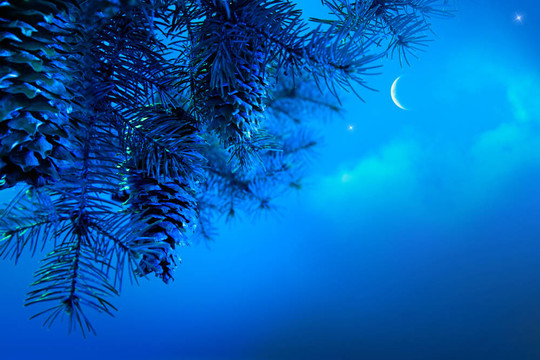 一個藍色夜空背景下的圣誕樹藝術樹枝