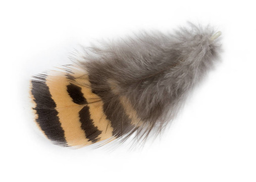 Perot grouse（花尾umbellus）