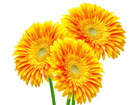 Gerber的花
