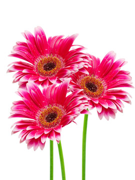 Gerber的花