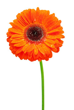 Gerber的花