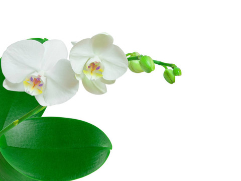 蘭花