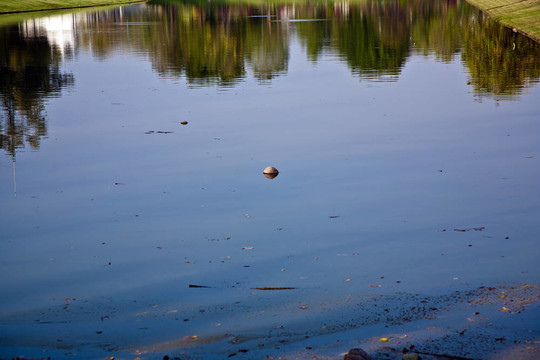 椰子在公園的湖里游泳