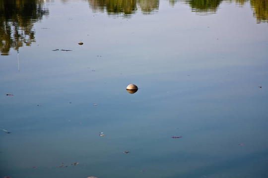 椰子在公園的湖里游泳