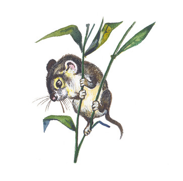 收獲的老鼠