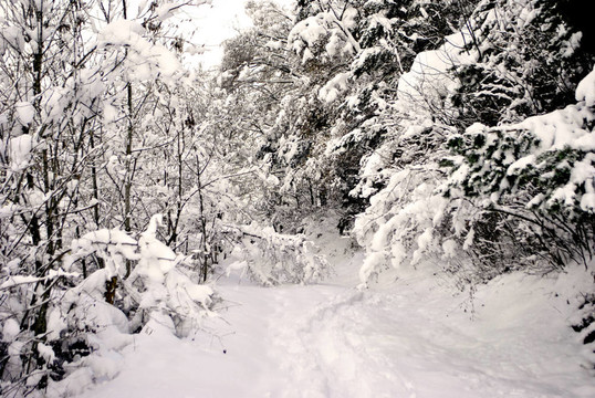針葉林的雪
