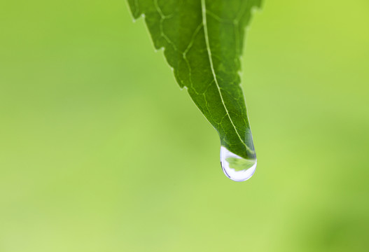 葉子上的水滴