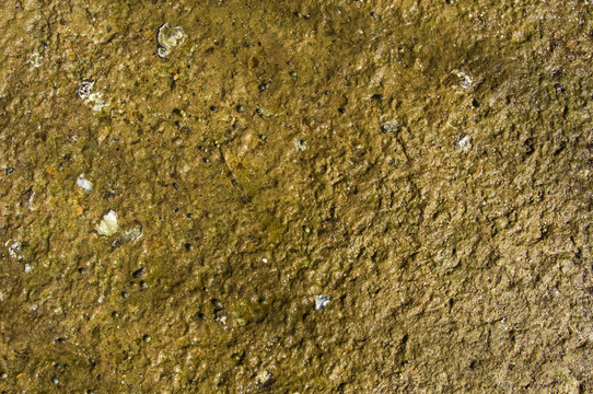 蘇珊海貝殼化石海灘cemete