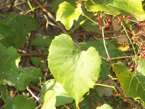小道消息