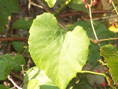 小道消息