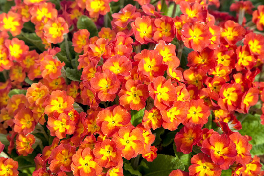 多年生草