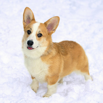 威爾士柯基犬