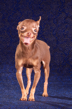 俄羅斯玩具犬