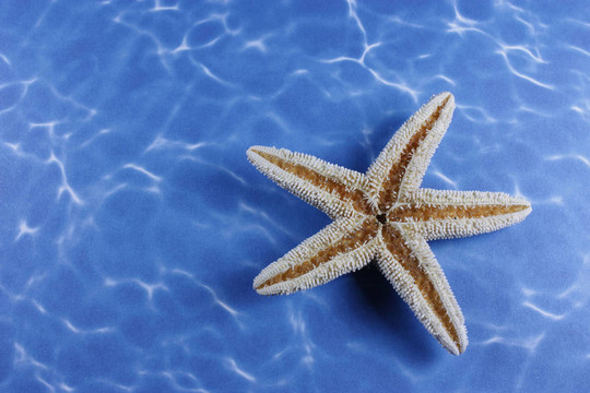 倒星魚