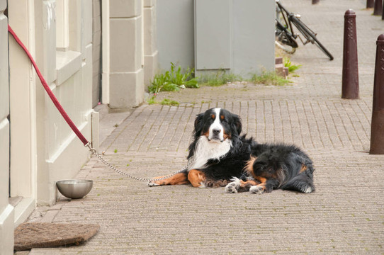 在家附近的路面休息Berner Sennenhund