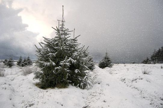 雪中的圣誕樹