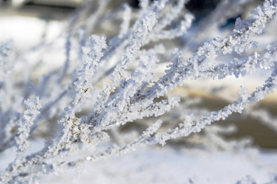 樹(shù)枝上的結(jié)晶雪