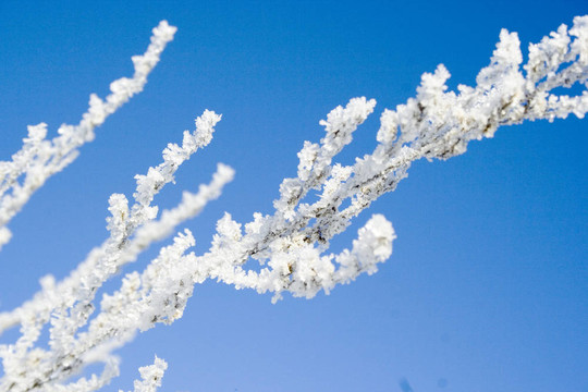 樹(shù)枝上的水晶雪