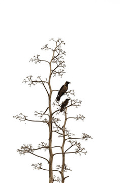 白色背景上的兩只鳥