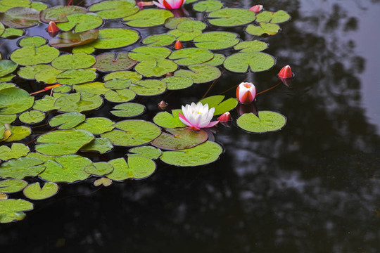 馬德里公園里盛開(kāi)的百合花