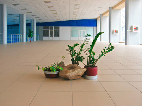 在公共大廳的鮮花