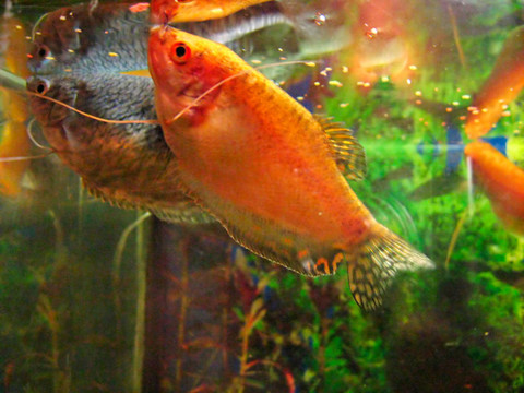 古瑞米觀賞魚