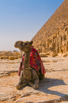 駱駝旁邊的金字塔在Giza；開羅