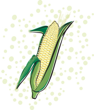 玉米