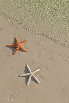 熱帶海灘上的海星；潮水來了