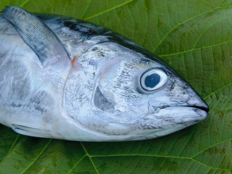 金槍魚頭