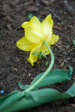 破碎之花