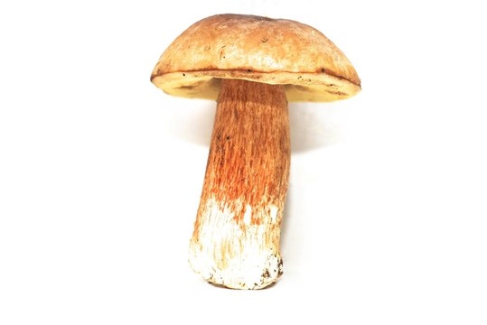 蘑菇