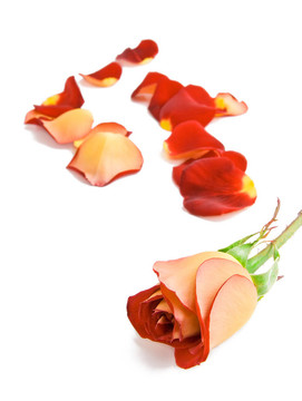 玫瑰和花瓣。